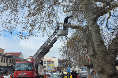 ÇARŞI MERKEZİNDEKİ TARİHİ ÇINAR BUDANDI